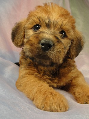 Female Bichon Poodle puppy for sale #14 Born April 2, 2012